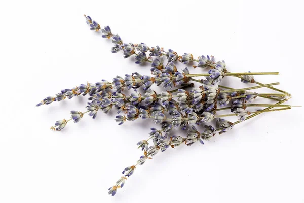 Dried lavender flower on the white background