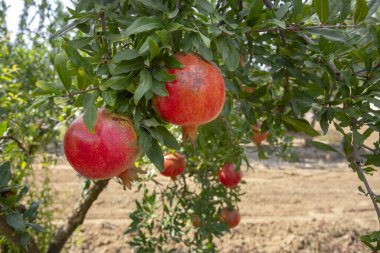 Taze nar ağacı, İzmir / Türkiye