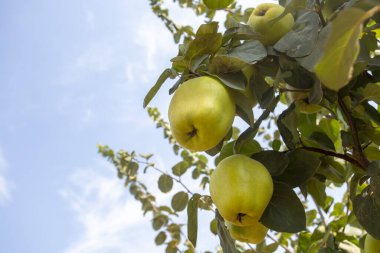 Organik taze ayva ağacı, İzmir / Türkiye