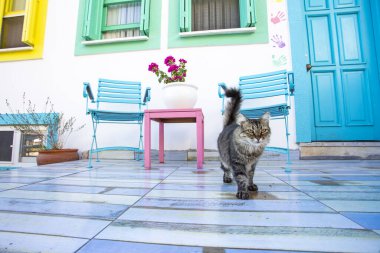 Ayvalik / Türkiye, Cunda adası ve kedi