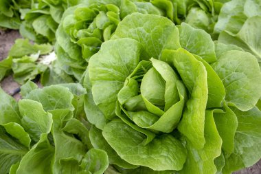Yeşil taze marul tarlası, tarım konsepti fotoğrafı..