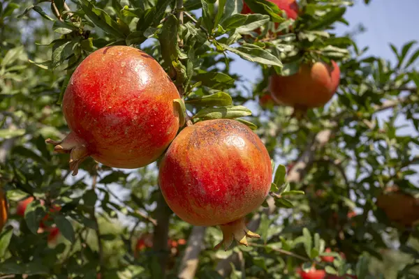 Fresh Pomegranate Fruit Tree Izmir Turkey Royalty Free Stock Photos