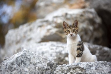 Efes Antik şehir ve kedi, İzmir / Türkiye