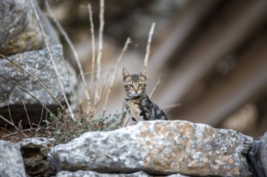 Efes Antik şehir ve kedi, İzmir / Türkiye