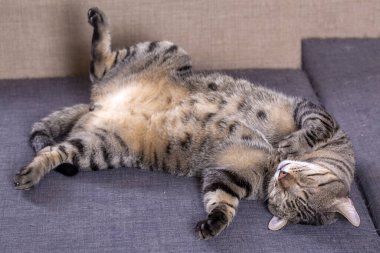 Evcil hayvan, sevimli tekir kedi.