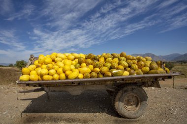 Organik meyvelerle dolu bir tarım çiftliği. Sağlıklı beslenme. İzmir / Türkiye