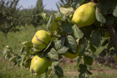 Organik taze ayva ağacı, İzmir / Türkiye