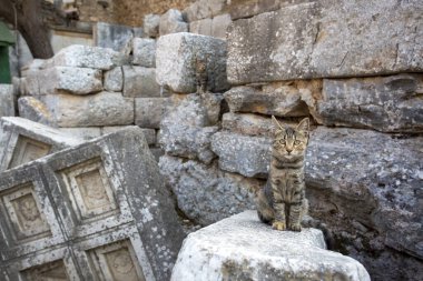 Efes Antik şehir ve kedi, İzmir / Türkiye