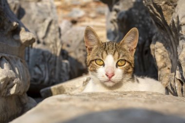 Efes antik şehir ve sokak kedisi, İzmir / Türkiye