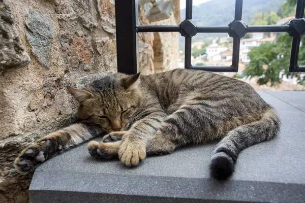 Ephesus ancient city and stray cat, Izmir / Turkey