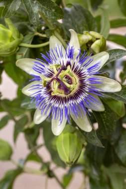 Passiflora 'yı kapatın. Tutku Çiçeği (Passiflora caerulea) yaprakları tropikal bahçede. Güzel tutku meyvesi çiçeği veya Passiflora (Passifloraceae)).