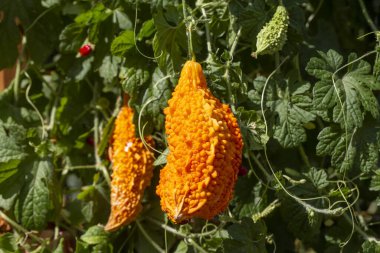 Momordika charantia Bitter kavun ya da Bitter kabağı olarak adlandırılır