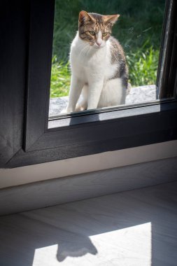 Pencereden bakan kedi ve kedinin gölgesi