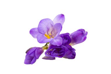 Bahar buketi taze frezya çiçekleri bitkisel