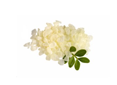 Chios mastic tears with lentisk (Pistacia lentiscus) leaves on a white background