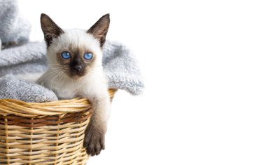 Sepette sevimli kedi yavrusu siyam kedisi