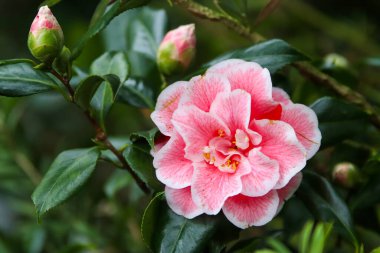 Güneşli baharda Japon kamelyası (Camellia japonica). Sütun botanik bahçeleri.