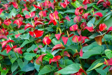 Flamingo çiçeği Anthurium sp. Anthurium andraeanum (Flamingo Çiçeği) Yaprak Çiçekleri.