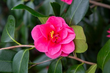 Güneşli baharda Japon kamelyası (Camellia japonica). Sütun botanik bahçeleri.