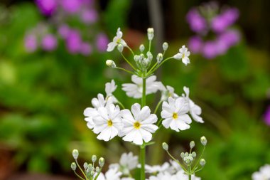 Çiçek Perisi Çuha Çiçeği - Primula Malacoides, aynı zamanda Peri Çuha Çiçeği olarak da bilinir, mevsimin başlarında lavanta çiçeklerine dönüşür..