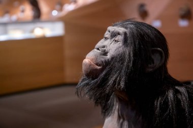 Düsseldorf, Almanya, 16 Şubat 2024, Neanderthal Müzesi