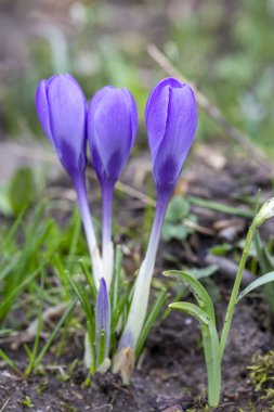 Parlak mor-beyaz krukus. Crocus chrysanthus.
