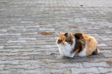 Güzel bir sokak kedisi