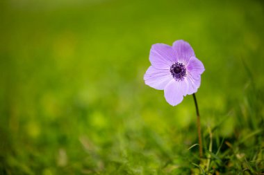Doğada yabani çiçek, bahar mevsimi; şakayık (Anemone coronaria))