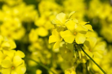 Oxalis pes-caprae, Oxalis cinsine ait bir bitki türüdür..