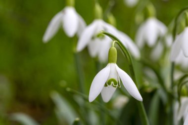 Galanthus, Amaryllidaceae familyasına ait bir bitki cinsidir..