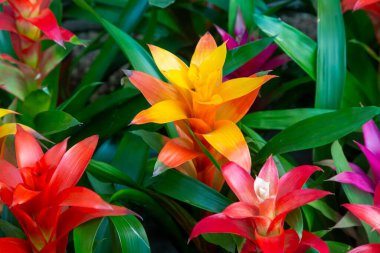 Guzman Bromelia 'nın çiçeği. Satılık. Esrar bitkileri, kapalı bitkiler, tropikal bitkiler. 