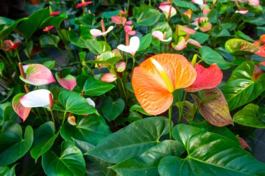 Flamingo çiçeği Anthurium sp. Anthurium andraeanum (Flamingo Çiçeği) Yaprak Çiçekleri.