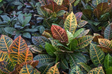 Kodiaeum variegatum, Croton, renkli süslemeli bitki. Botanik bahçesindeki yaprak döken bitki..