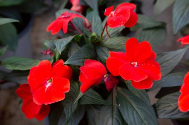Sabırsız Walleriana çiçekleri. Güzel taze çiçekler.