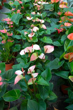 Flamingo çiçeği Anthurium sp. Anthurium andraeanum (Flamingo Çiçeği) Yaprak Çiçekleri.