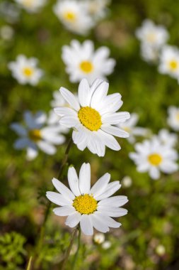 Anthem pamuktur. Kokuşmuş papatyalar olarak da bilinir. Beyaz papatya.