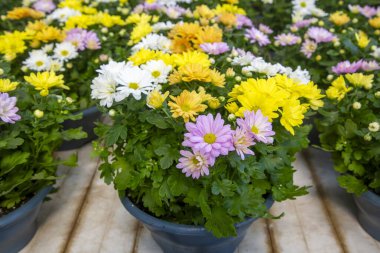 Tarım görmüş bir Hint kasımpatı hybride çiçeği (Kasımpatı indiumu)