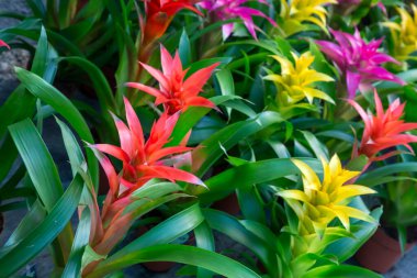 Guzman Bromelia 'nın çiçeği. Satılık. Esrar bitkileri, kapalı bitkiler, tropikal bitkiler. 