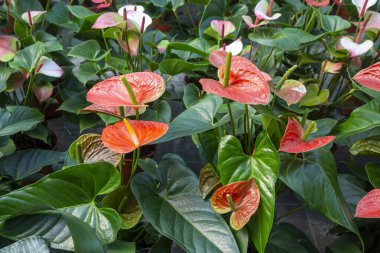 Flamingo çiçeği Anthurium sp. Anthurium andraeanum (Flamingo Çiçeği) Yaprak Çiçekleri.