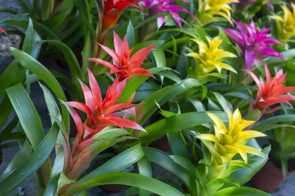 Guzman Bromelia 'nın çiçeği. Satılık. Esrar bitkileri, kapalı bitkiler, tropikal bitkiler. 