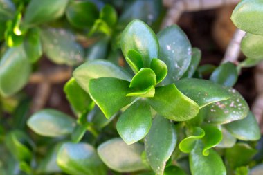 Dostluk ağacı yaprakları, Crassula Ovata