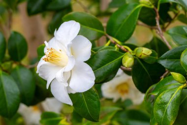 Güneşli baharda Japon kamelyası (Camellia japonica). Sütun botanik bahçeleri.