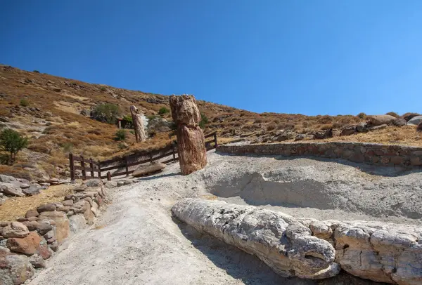 นไม ฟอสซ ลจากย เนสโก Geopark ยงของ Sigri บนเกาะ Lesvos ในกร ภาพถ่ายสต็อกที่ปลอดค่าลิขสิทธิ์