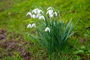 Galanthus, Amaryllidaceae familyasına ait bir bitki cinsidir..