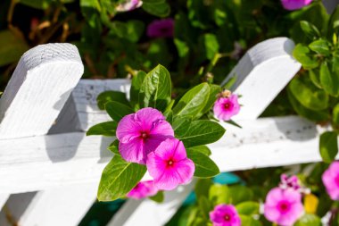 Pembe renkli çiçek. Bilimsel isim; Catharanthus Roseus