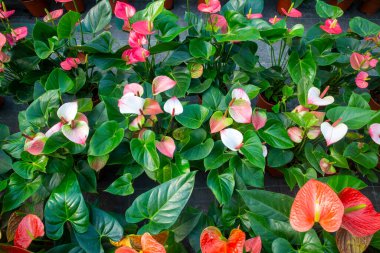 Flamingo çiçeği Anthurium sp. Anthurium andraeanum (Flamingo Çiçeği) Yaprak Çiçekleri.