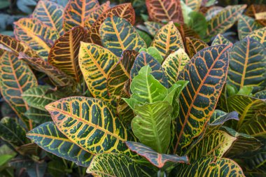 Kodiaeum variegatum, Croton, renkli süslemeli bitki. Botanik bahçesindeki yaprak döken bitki..