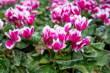 Bright pink and white cyclamen flowers, closeup. Red Cyclamen plant sale in garden shop in spring season