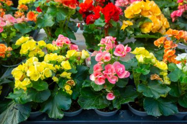 Elatior begonias - Begonya x hiemalis. Begonya hibrit elatikörünün çiçekli bitkisi (Begoniaceae ) .