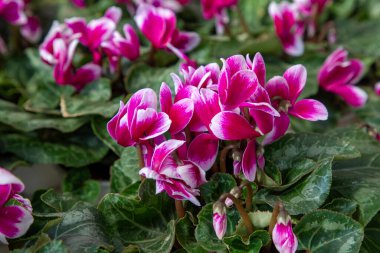 Bright pink and white cyclamen flowers, closeup. Red Cyclamen plant sale in garden shop in spring season